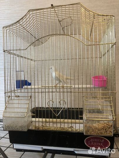 Канарейка с клеткой