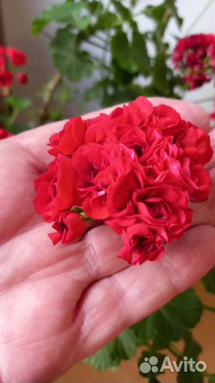 Пеларгония герань