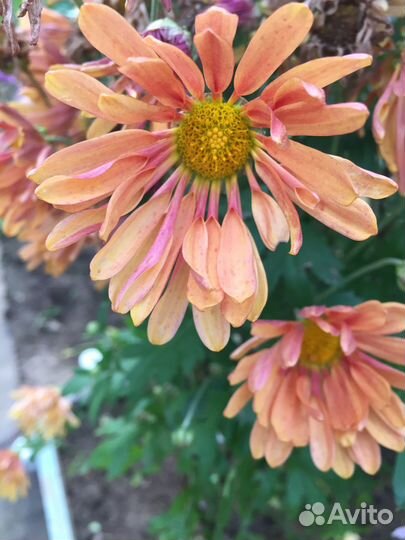 Хризантемы для сада