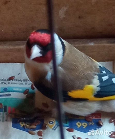 Певчие птицы