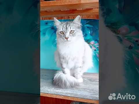 Кошка Мася, 2 года объявление продам