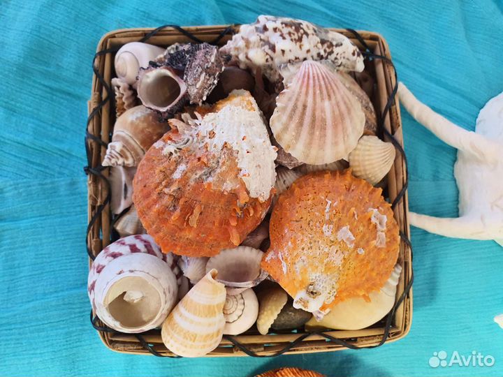 Морские ракушки раковины большие