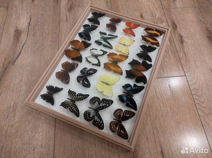 Продам коллекцию тропических бабочек