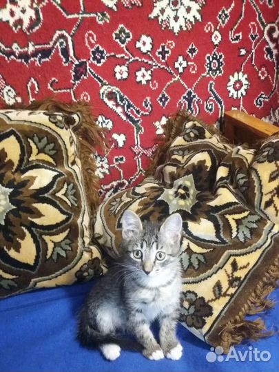 Котятки в добрые руки