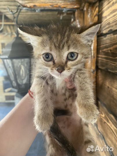 Кошка в дар