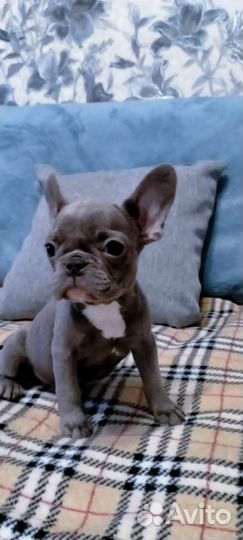 Мини французский бульдог