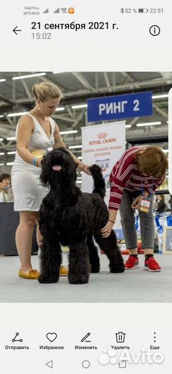 Русский черный терьер. щенки