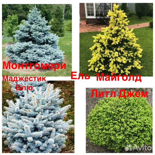 Ель Глаука Глабоза, Биалобок и другие