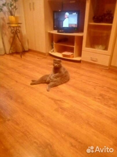 Кошка в дар бесплатно