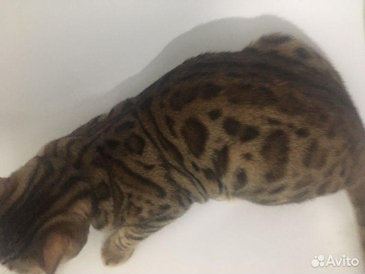 Бенгальский кот