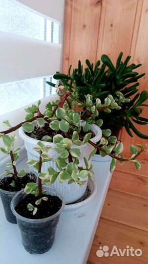 Партулакария афра триколор вариегатная и Хоббит