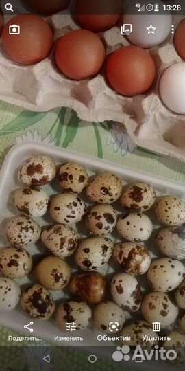 Яйца перепелиные инкубационное