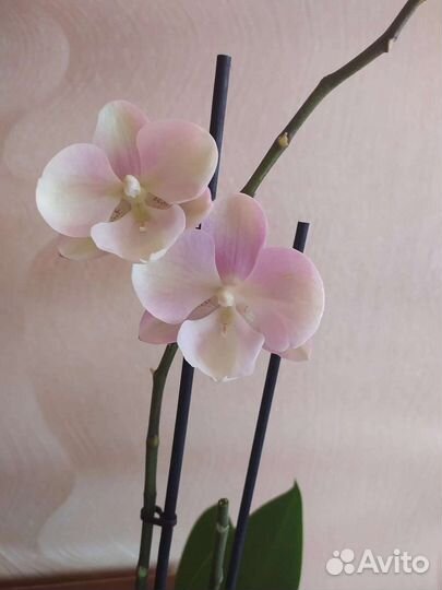 Орхидея фаленопсис Венецианский карнавал и кросс