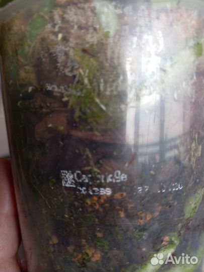 Орхидея фаленопсис