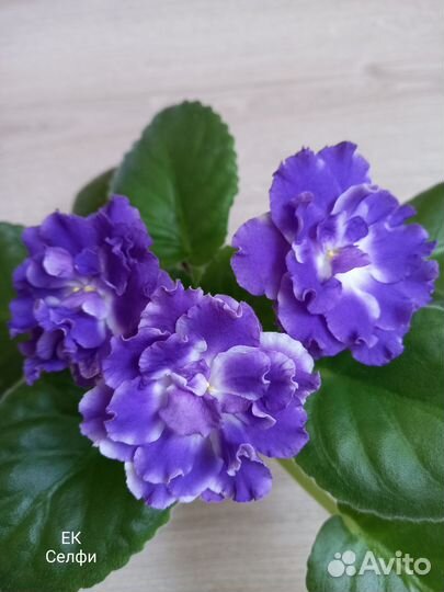 Комнатные растения цветы