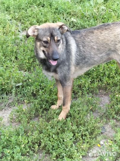 Маленькая собака в добрые руки бесплатно