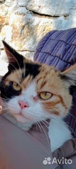 Пеструшку вывезли из Михайловска-ищу новых