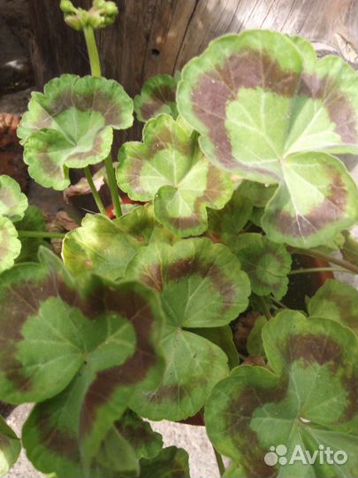 Пеларгония герань