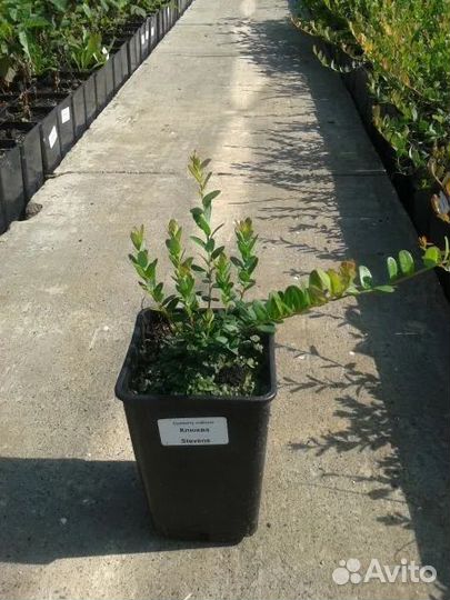 Клюква садовая