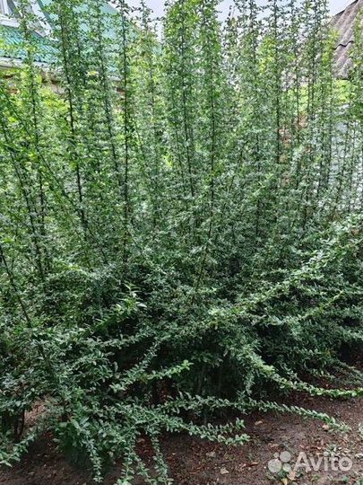 Пираканта Оранж