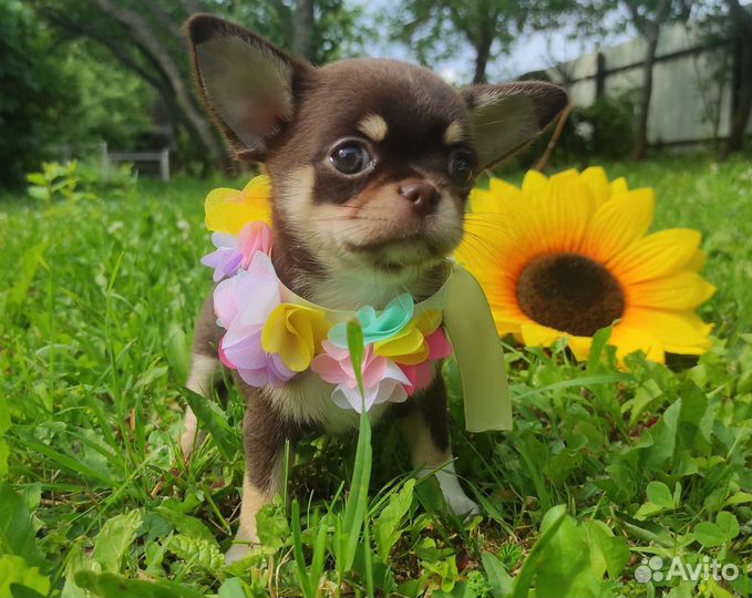 Лиловые и шоколадные щенки чихуахуа