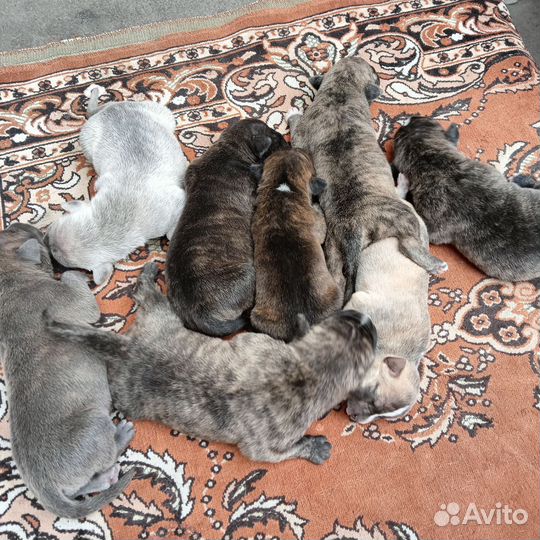 Собаки щенки