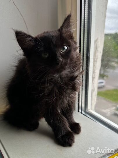 Котенок Вивьен