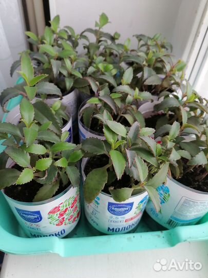 Лекарственные растения