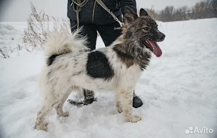 Классный парень ищт дом и доброго хозяина