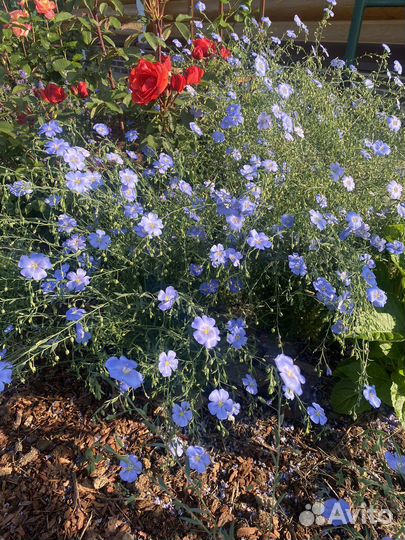 Ирис сибирский, лаванда, гейхера и др