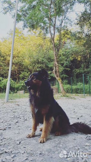 Собака ищет дом