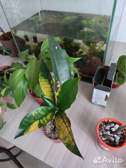 Обмен комнатными растениями