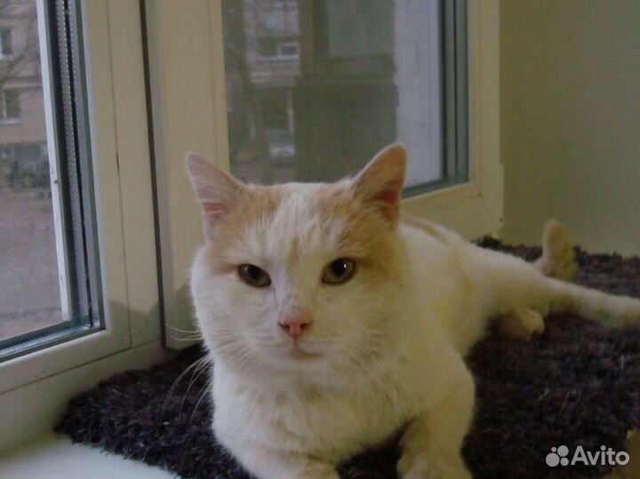 Кот в добрые руки бесплатно