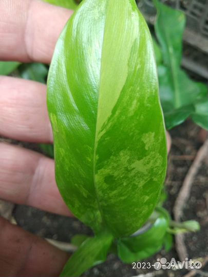 Филодендрон маска вариегатная