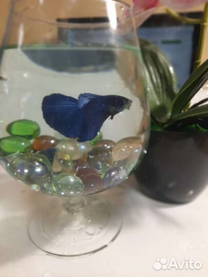 Петушки самцы