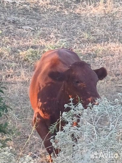 Козы доенные и телята