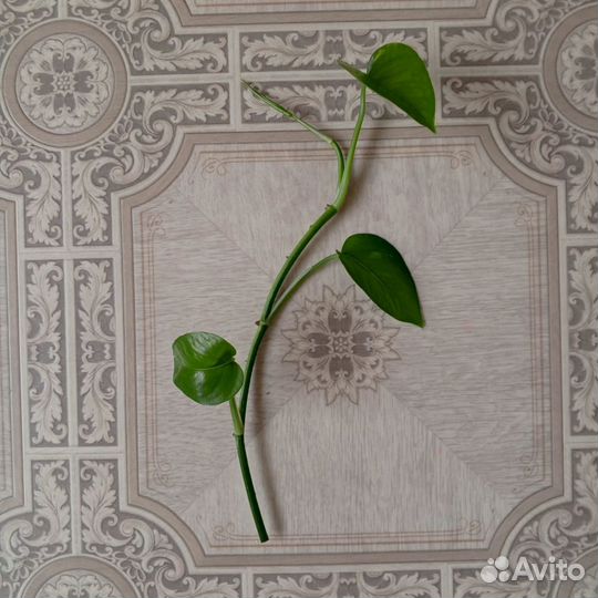 Эпипремнум золотистый