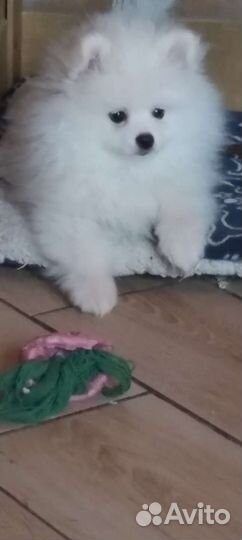 Белый померанский шпиц мальчик