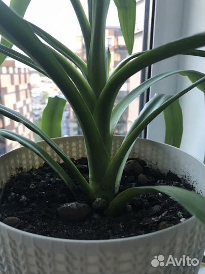 Пальма кордилина