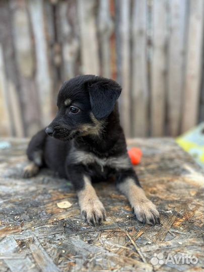 Щенки в добрые руки