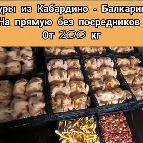 Куры домашние из Кабардино-балкарии