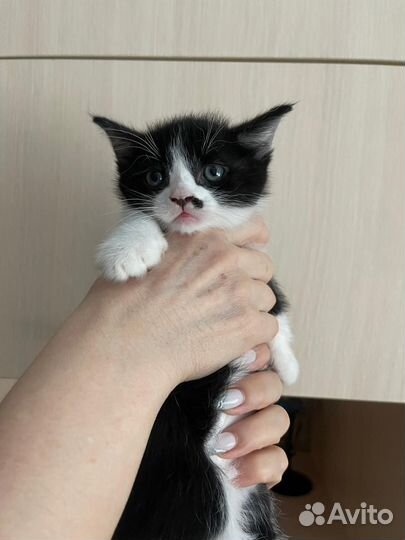 Мальчик манчкин 1,5 мес