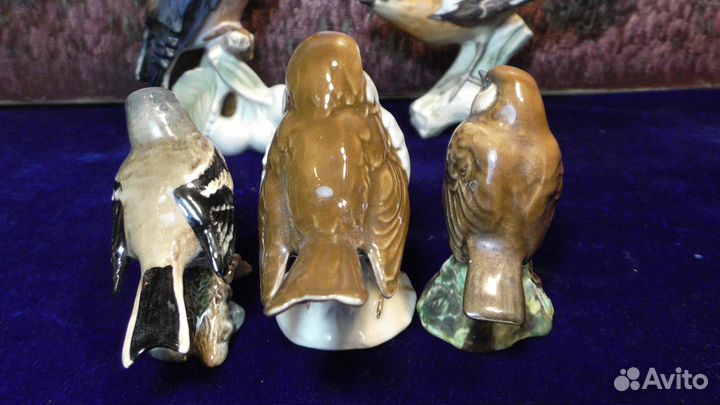 Крапивник.Зяблик.Робин.Дженни рен.Зарянка.Птица