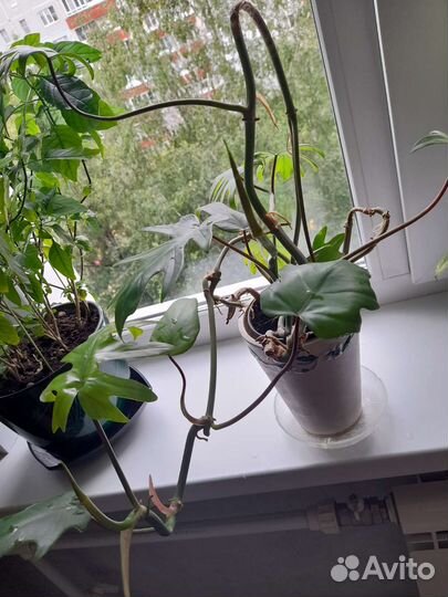 Филодендрон