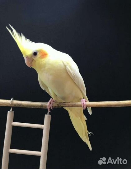 Попугай корелла