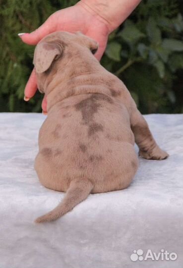 Американский булли