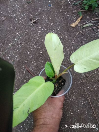 Филодендрон Джангл Февер Сноудрифт (Jungle Fever