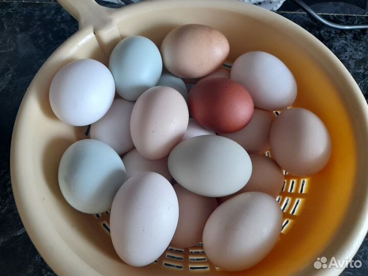 Мускусные утки