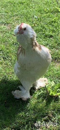 Инкубационное яйцо породы- Фавероль лосось