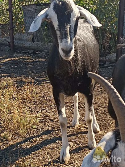 Козы дойные